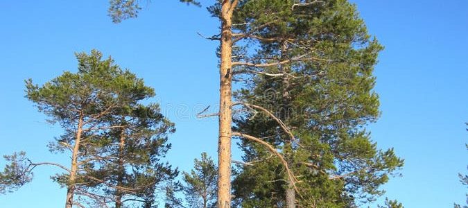 Pino Viejo: árbol majestuoso en otoño, paisaje natural y bosque